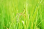 Rice In Rainy Season Stock Photo