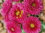 Pink Chrysanthemums Stock Photo