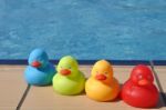 Rubber Ducks Stock Photo