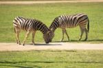 Zebra In The Field Stock Photo