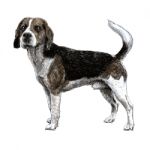 Beagle Stock Photo