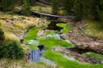 Vibrant Green Growth In A Creek In Yellowstone National Park Stock Photo