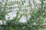 Green Creeper Plant On Wall Stock Photo