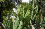 Cacti Stock Photo