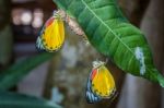 Butterfly On Green Leaves Stock Photo