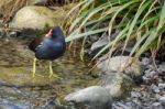 Common Moorhen (gallinula Chloropus) Stock Photo