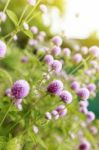 Globe Amaranth Or Gomphrena Globosa Flower,pink Flower In Garden Stock Photo