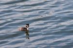 Great Crested Grebe  (podiceps Cristatus) Stock Photo