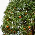 Orange Tree Growing In The South Of France Stock Photo