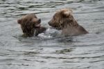 Bears In Katmai National Park, Alaska Stock Photo