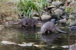 Asian Small-clawed Otter (aonyx Cinerea Syn. Amblonyx Cinereus) Stock Photo