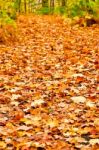 Pathway In Colorful Autumn Arboretum Park Stock Photo