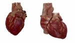 3d Rendered Medical Illustration Of A Human Heart Stock Photo