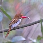 Female Banded Kingfisher Stock Photo