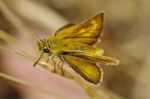 Lulworth Skipper (thymelicus Acteon) Stock Photo