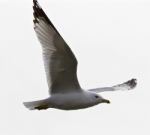 Beautiful Background With The Calm Gull In Flight Stock Photo