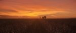 Cotton Field In Oakey, Queensland Stock Photo