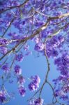 Colourful Blooming Jacaranda Tree Stock Photo