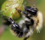 Bee On A Rosebud Stock Photo