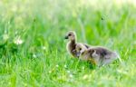 Ducklings Stock Photo