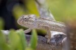 Mediterranean Chameleon On A Tree Stock Photo