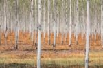 Eucalyptus Plantation Stock Photo