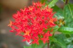 Ixora Coccinea Stock Photo