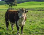 Bull In The Country Side Of Tasmania Stock Photo