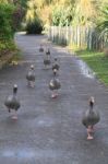 Canadian Geese Taking A Stroll Stock Photo