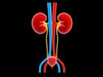 Human kidney Stock Photo