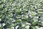 Cabbage Fields In Thailand Stock Photo