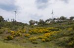 Spring Algarve Landscape Flora Stock Photo