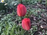 Tulips In The Garden Stock Photo