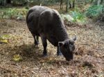 Cow Grazing For Acorns In The Ashdown Forest Stock Photo