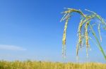 Paddy Rice Stock Photo