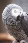 Parrot Stock Photo