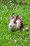 White Brown Rabbit In Grass Field Stock Photo