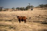 Cute Cows In The Countryside During The Day Stock Photo