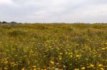 Spring Algarve Landscape Flora Stock Photo