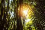 Sun Shining On Bamboo Stock Photo