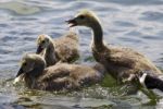 Beautiful Isolated Picture With A Family Of The Canada Geese Stock Photo