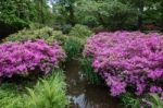 Azaleas In Full Bloom Stock Photo