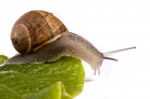 Snail On White Stock Photo