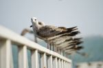 Group Of Seagulls On Pier Stock Photo