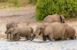 Elephants At The Bank Of Chobe River In Botswana Stock Photo