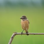 Female Eastern Stonechat Stock Photo