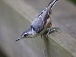 Beautiful Picture Of A White-breasted Nuthatch Bird Stock Photo