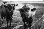 Country Cows Stock Photo