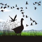 Migrating Geese Stock Photo