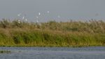 Great White Pelicans (pelecanus Onocrotalus) Flying Over The Dan Stock Photo